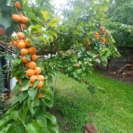 The Σπίτι διακοπών Murska Sobota