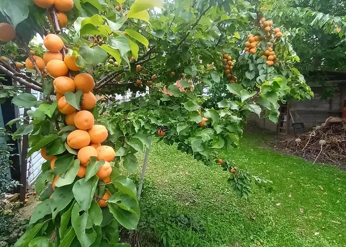 The بيت للعطل مورسكا سوبوتا